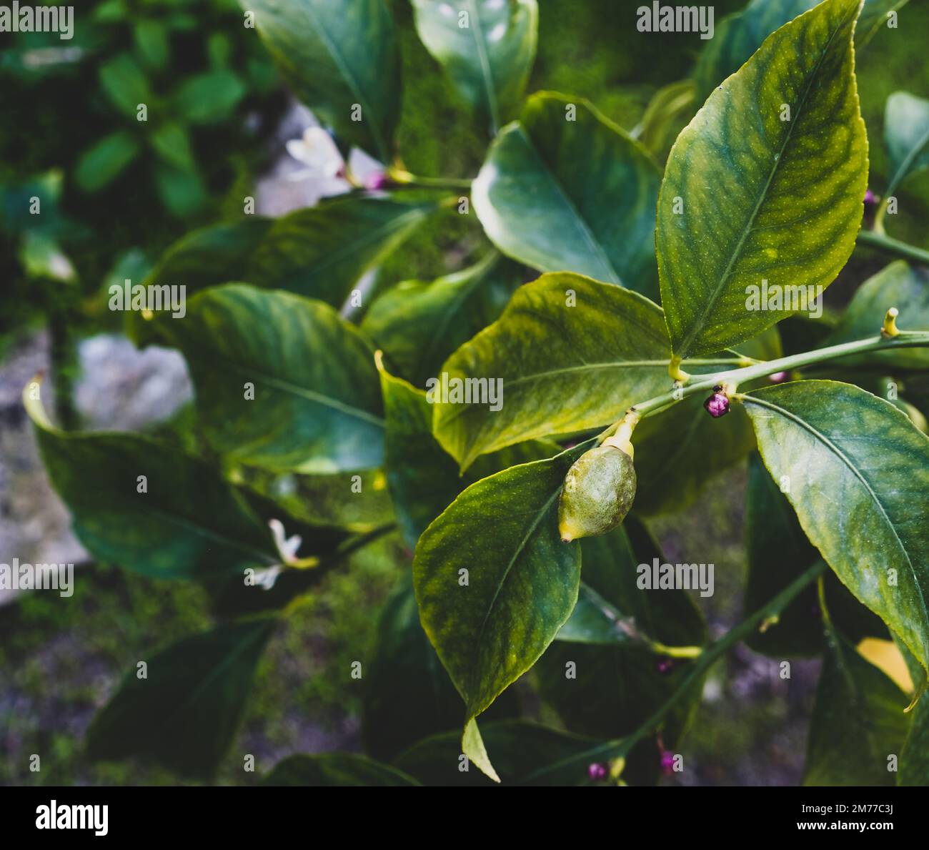 New growing tiny lemons growing on the tree. Selective focus, close up Stock Photo