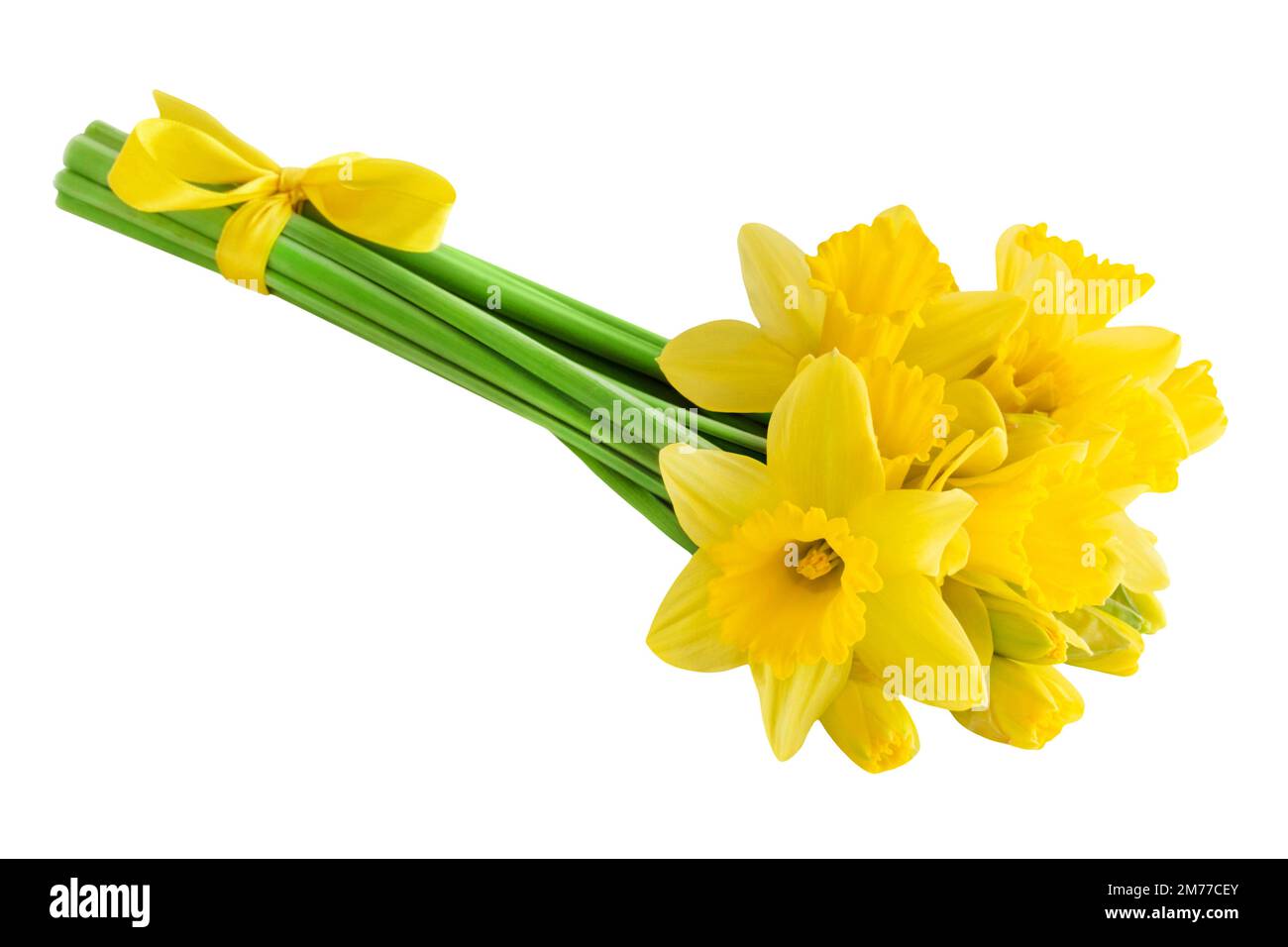 Daffodils isolated on white background Stock Photo - Alamy