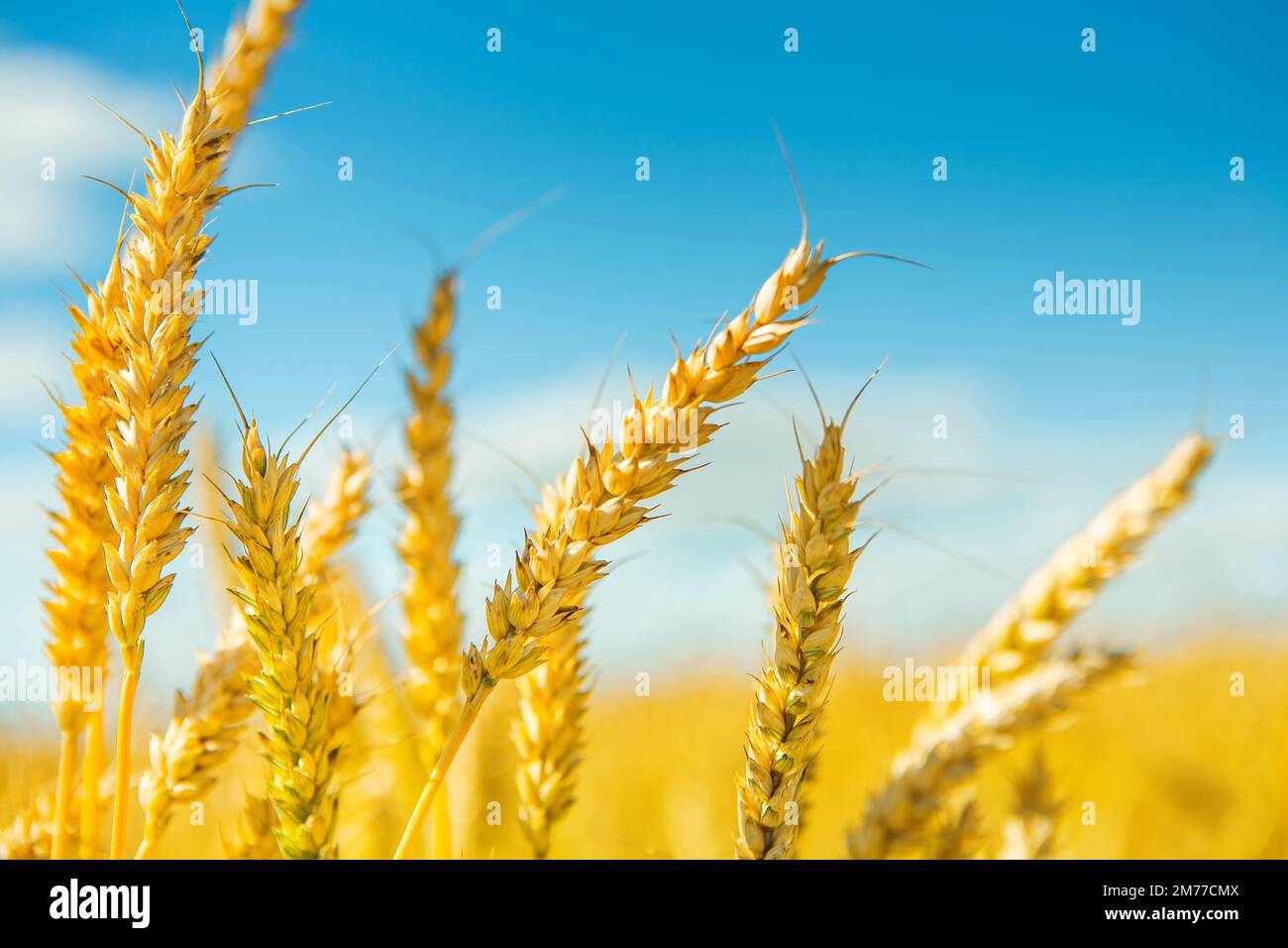 plants of wheat before harvesting Stock Photo Alamy