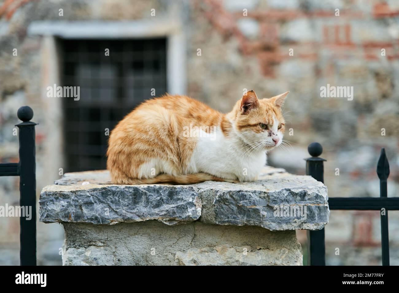 Homeless ginger cat lying on a stone pillar Stock Photo - Alamy