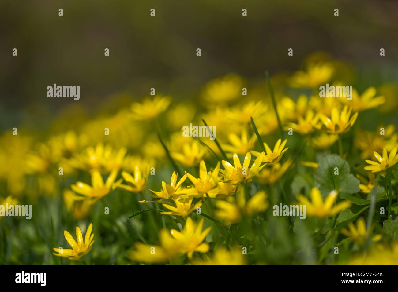 Ficaria verna, Ranunculus ficaria L., lesser celandine or pilewort, fig buttercup yellow flowers with green leaves in a clearing in the spring. Spring Stock Photo