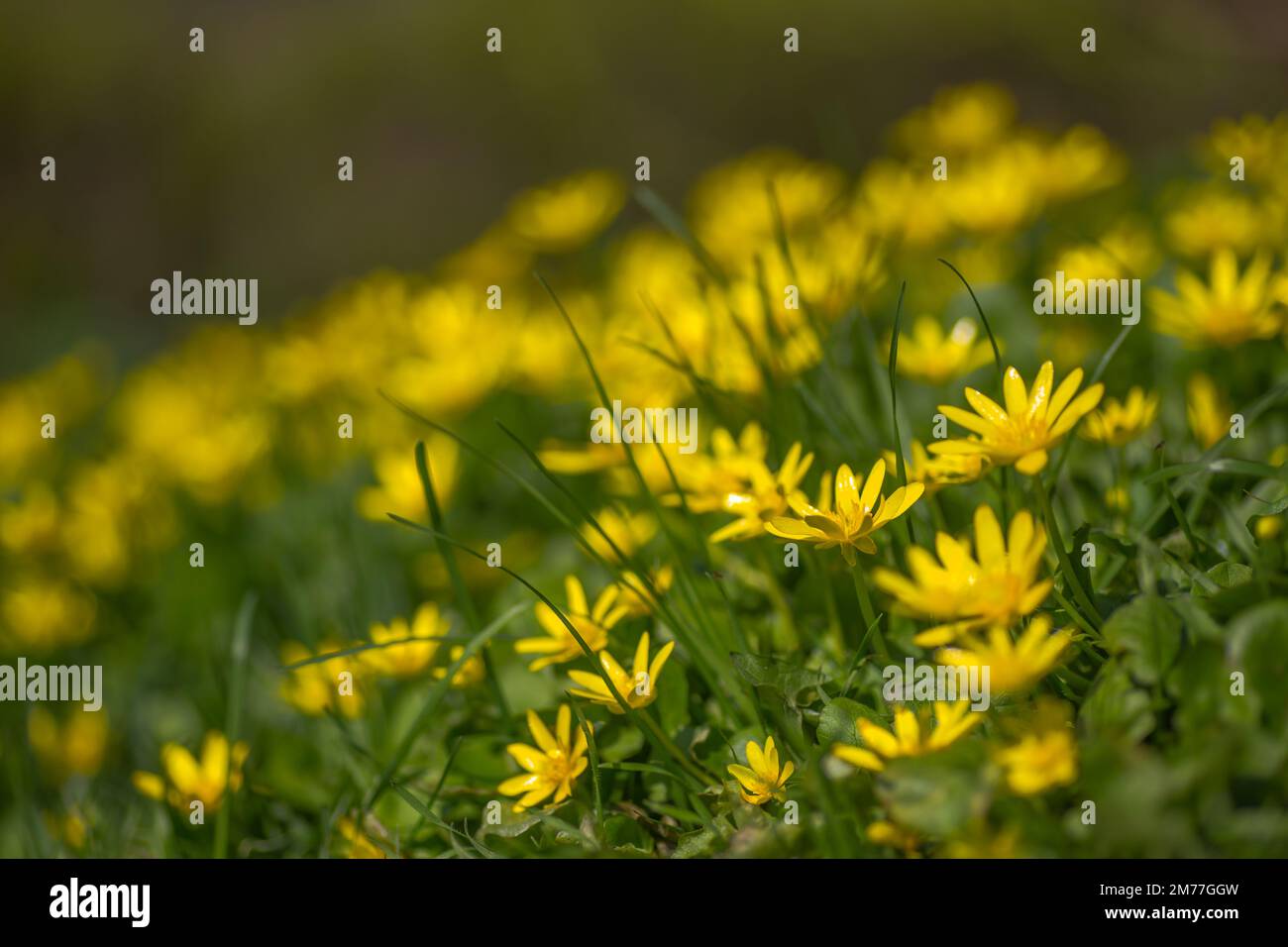 Ficaria verna, Ranunculus ficaria L., lesser celandine or pilewort, fig buttercup yellow flowers with green leaves in a clearing in the spring. Spring Stock Photo