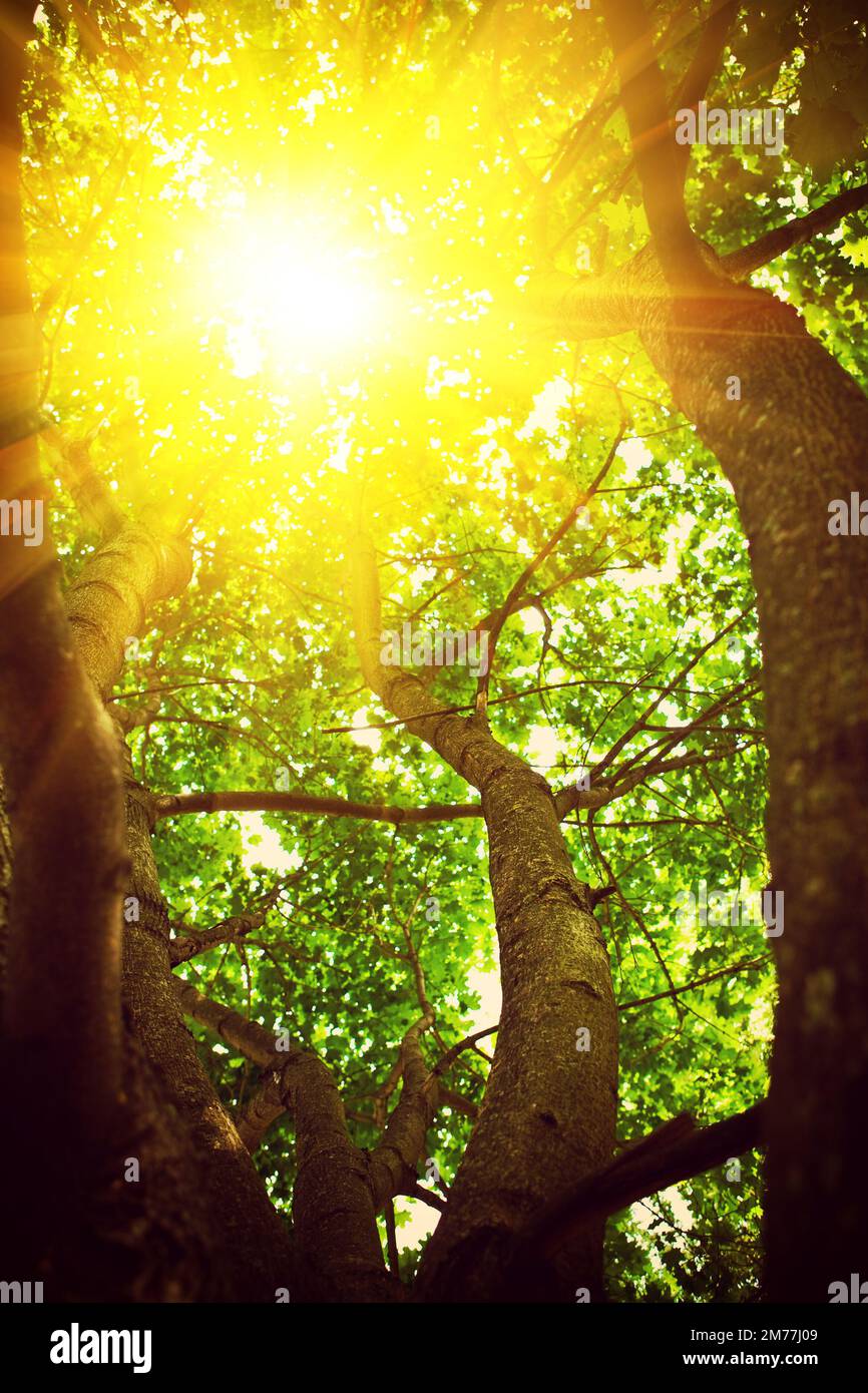 view through crone of the tree with translucent sun instagram stile ...