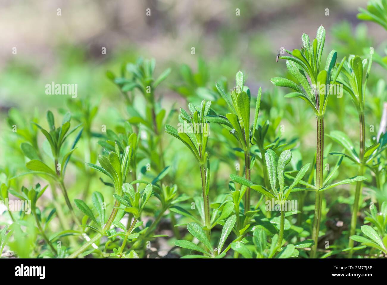 Galium aparine cleavers, clivers, goosegrass, catchweed, stickyweed