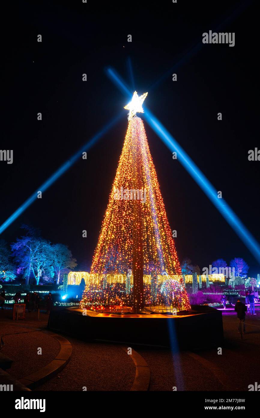 Spectacular illuminated Christmas tree with golden lights and star ...