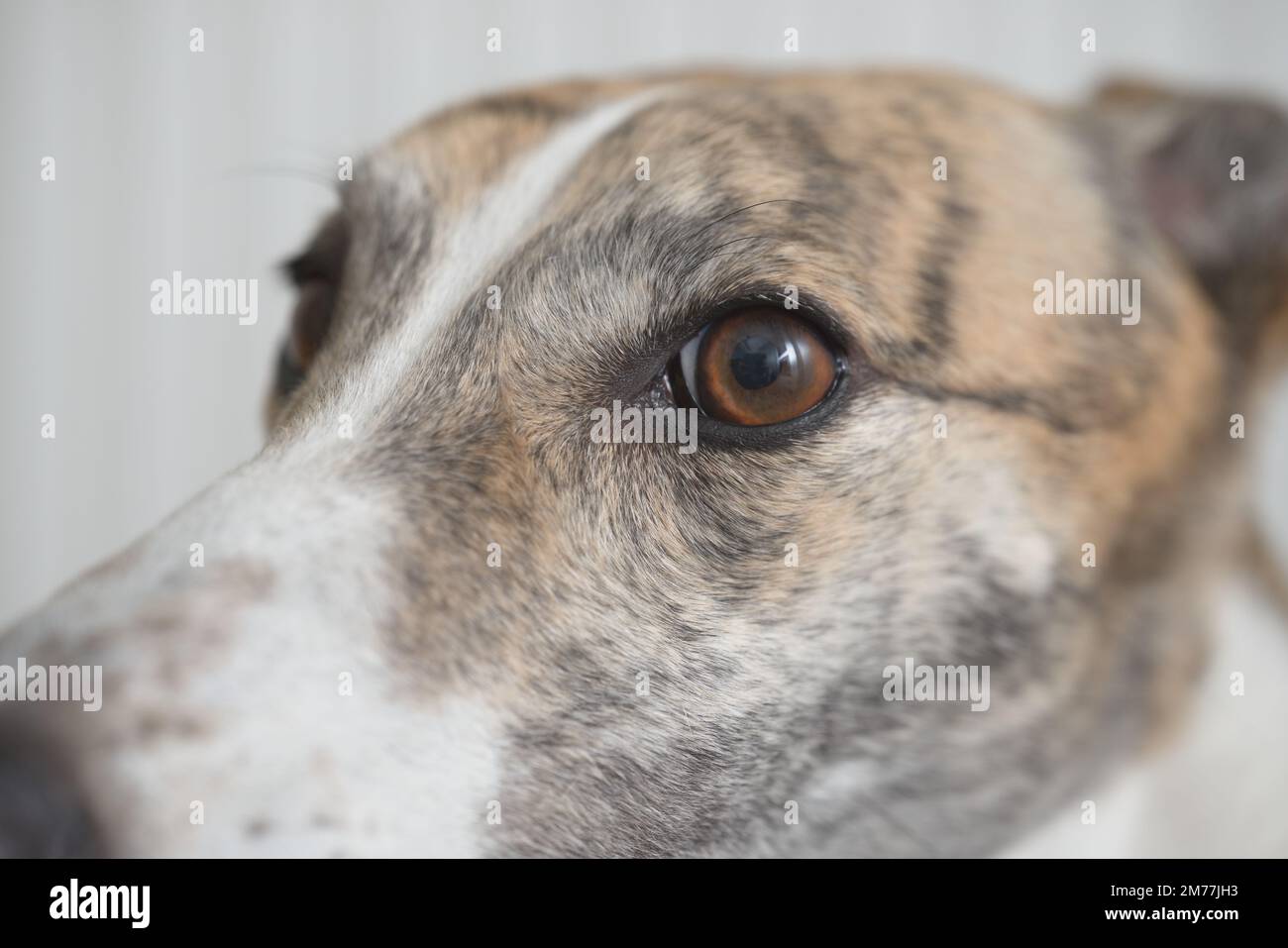 Close up of greyhounds face with long nose looking left. Full frame