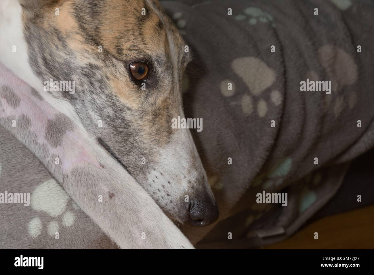 Brightly lit pet greyhound in bed looks right into blank copy space