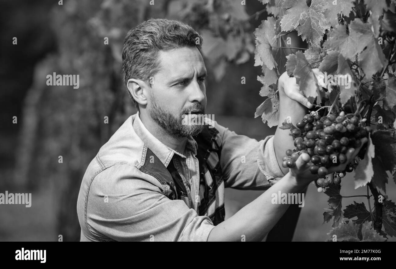 harvester picking up grapevine fruit grapes, farming Stock Photo Alamy