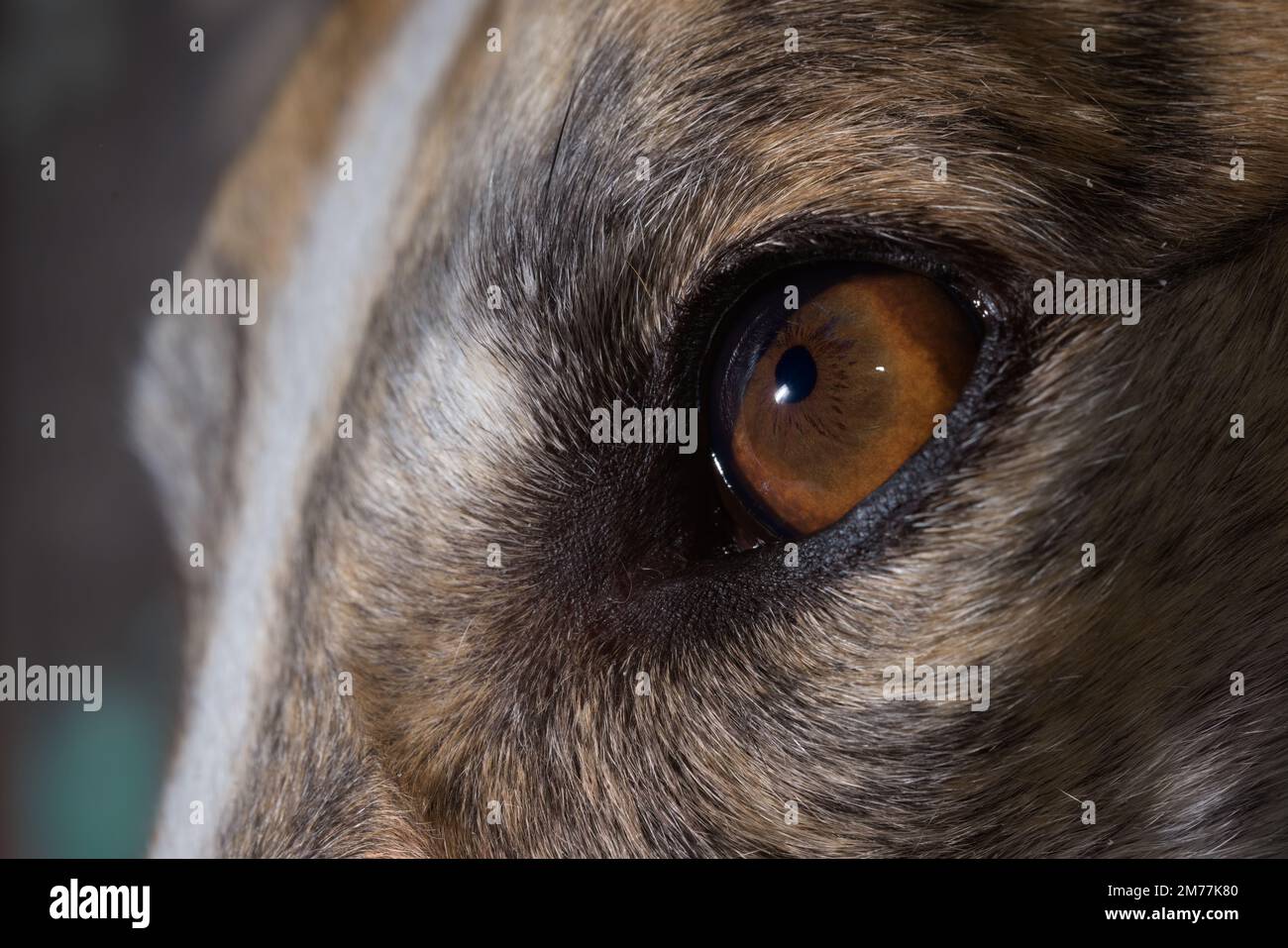 Greyhound dog's iris shown in extreme macro detail. Isolated background