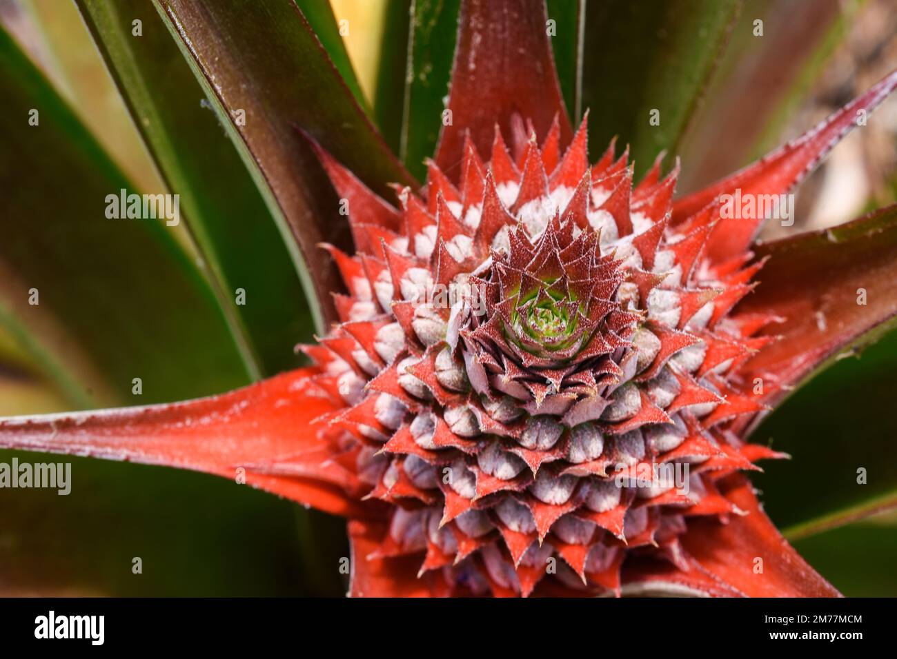 Beautiful red wild pineapple, Bromelia pinguin is a large, perennial