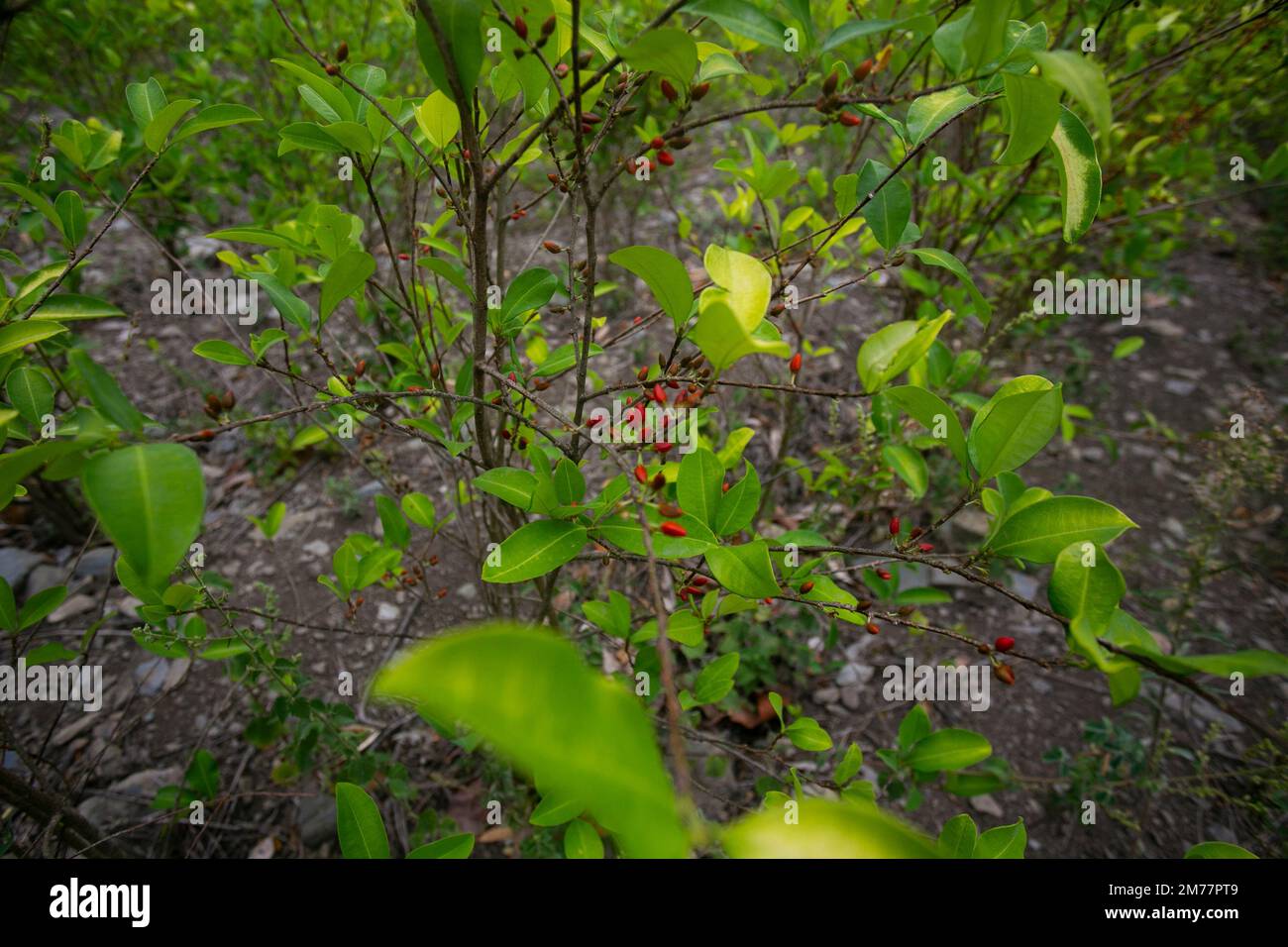 Organic plantation of coca plants in the Peruvian jungle. Farmer