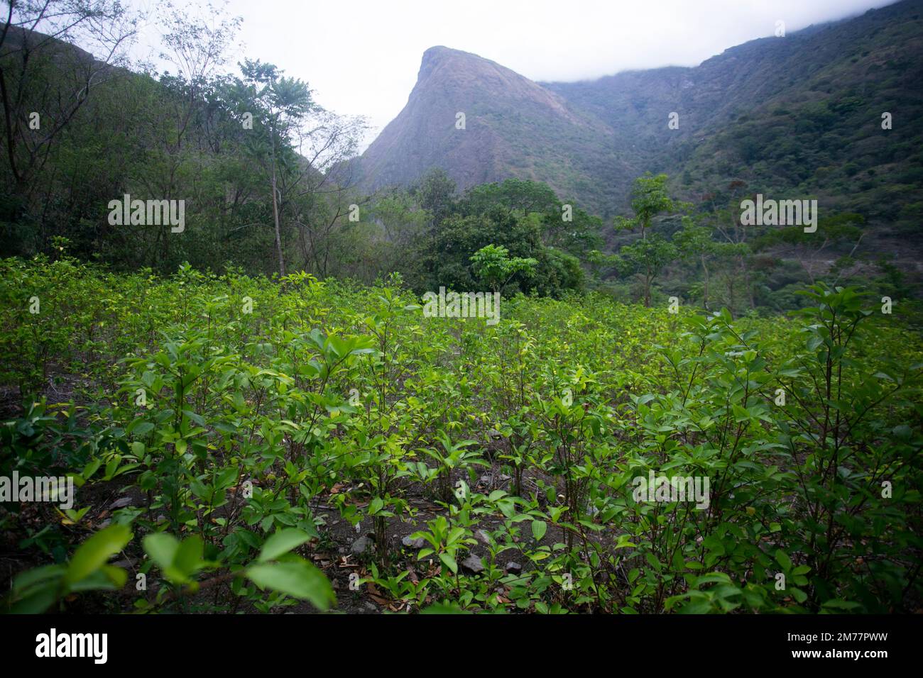 Organic plantation of coca plants in the Peruvian jungle. Farmer