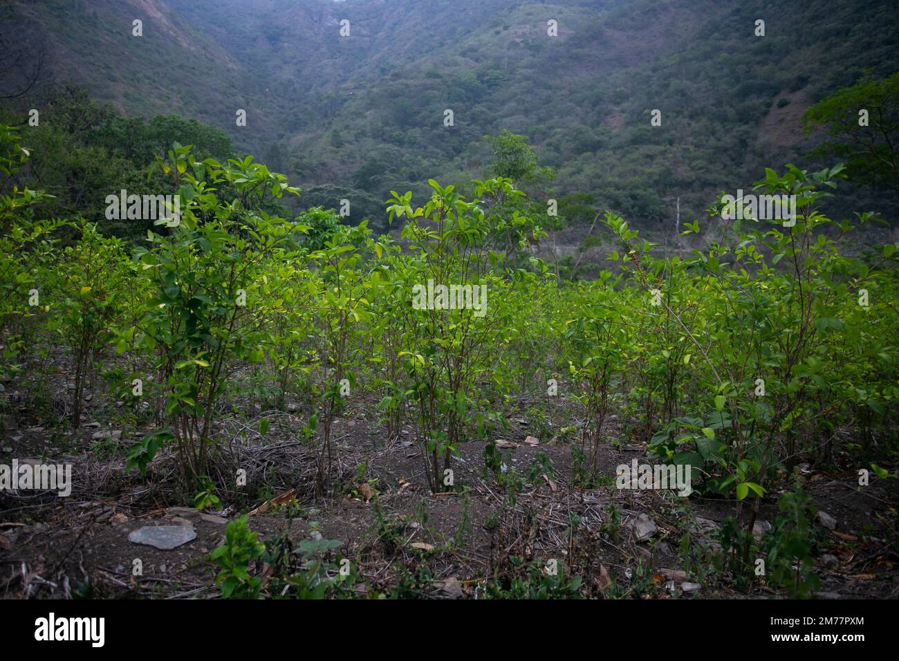 Organic plantation of coca plants in the Peruvian jungle. Farmer