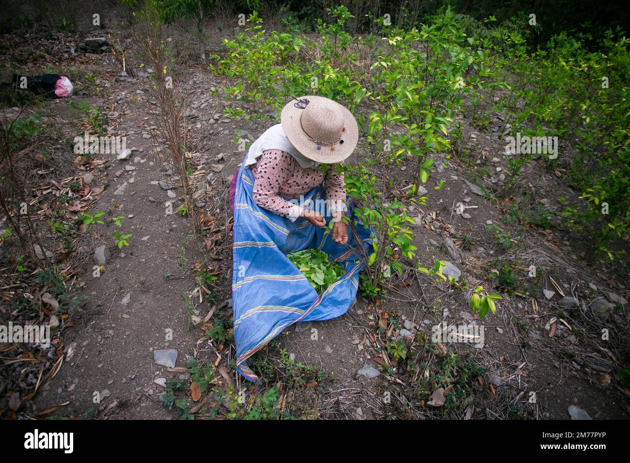Organic plantation of coca plants in the Peruvian jungle. Farmer