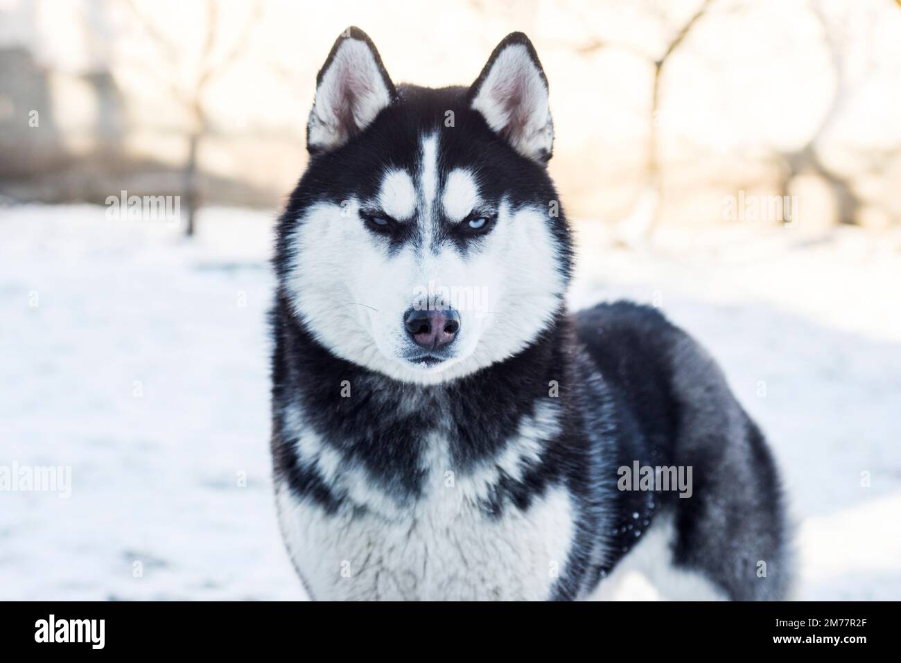 Muzzle of Siberian Husky dog on snow background on bright sunny day