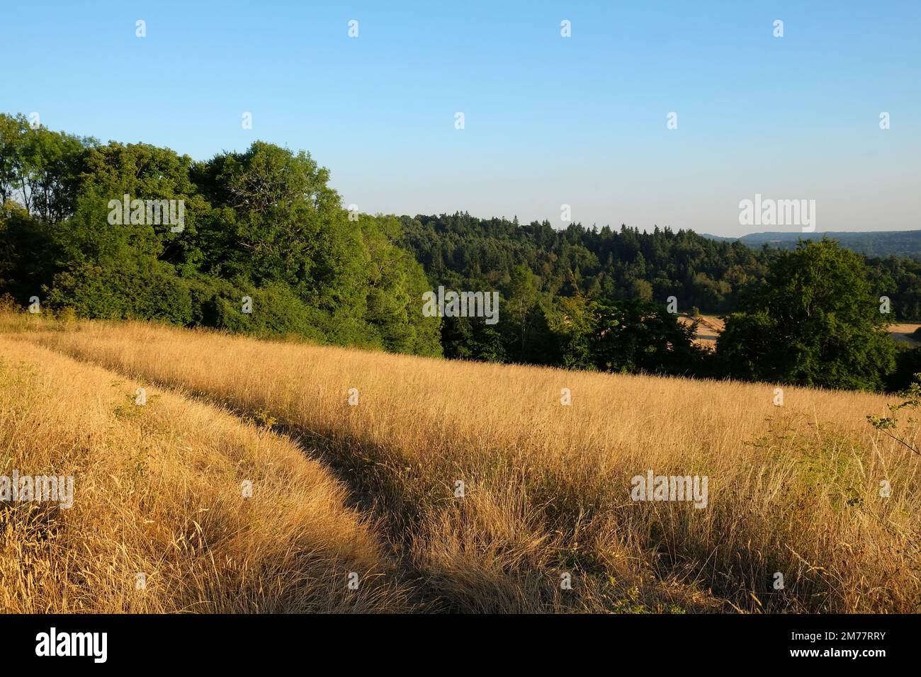 Views from Pewley Down in Guildford, Surrey during the summer drought of 2021. Stock Photo