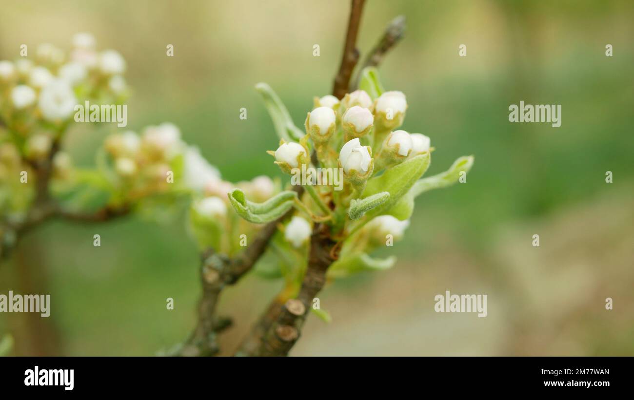 Pear flower blossom fruit tree growing bloom bud red branch orchards garden spring trees Pyrus communis leaves leaf close-up detail or macro buds, blo Stock Photo