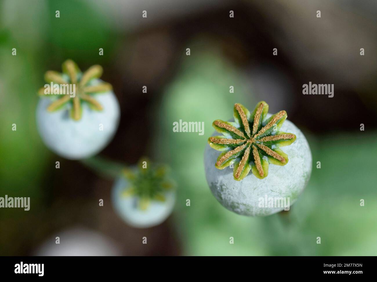 poppy seed heads Stock Photo Alamy