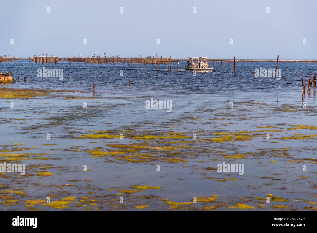 Visitor groups can get up close to the Tarbouriech oyster beds in the Étang de Thau on a guided boat tour Stock Photo