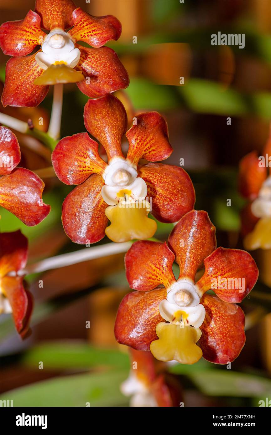 Colorful Exotic Orchid. Close-up of Vanda Brunnea, The Glossy Light Brown Vanda, on blurry background. Stock Photo