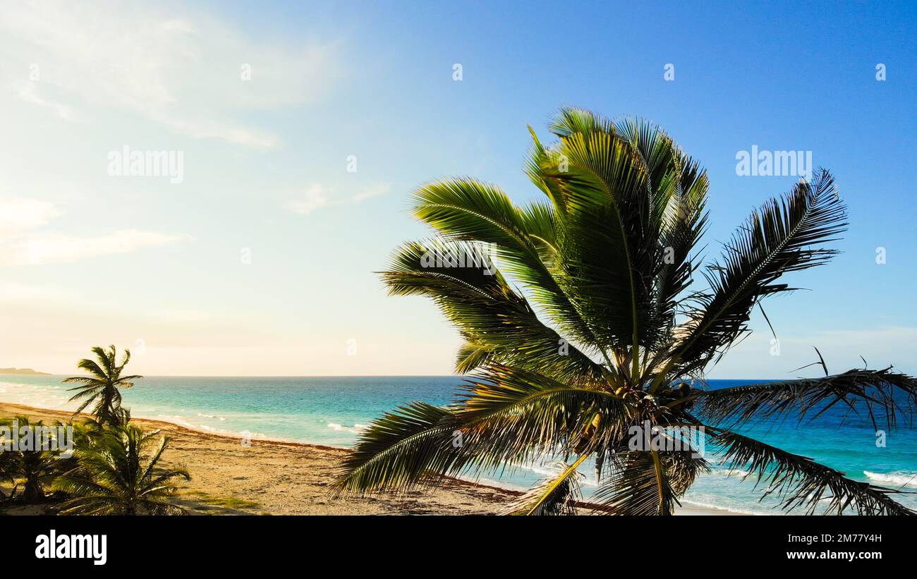 Borodyanka, Ukraine - April 2021: Tropical sand beach with palm trees in sunset, sunrise, aerial shot flying through the trunks, wild pristine beach. Tops of palm trees against background of sunny sky. Lens flare effect. Stock Photo