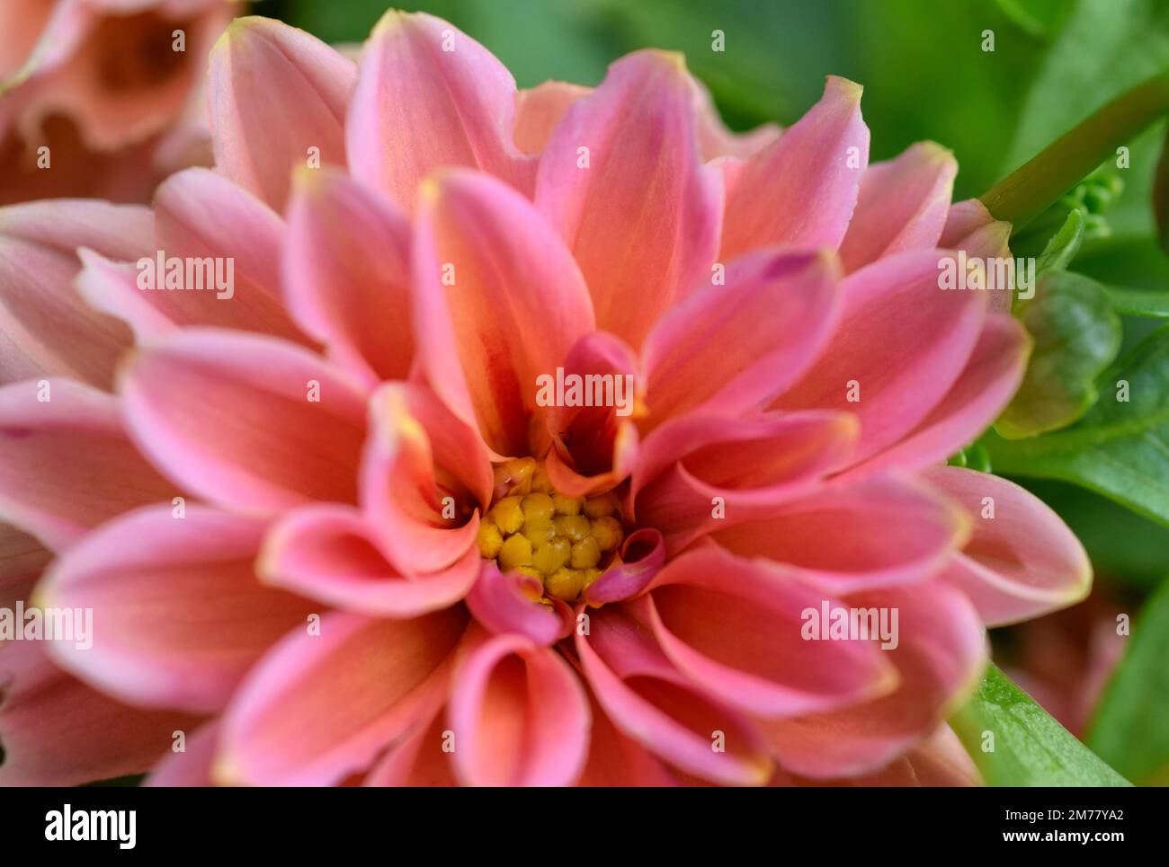 Dahlia happy days pink hi-res stock photography and images - Alamy