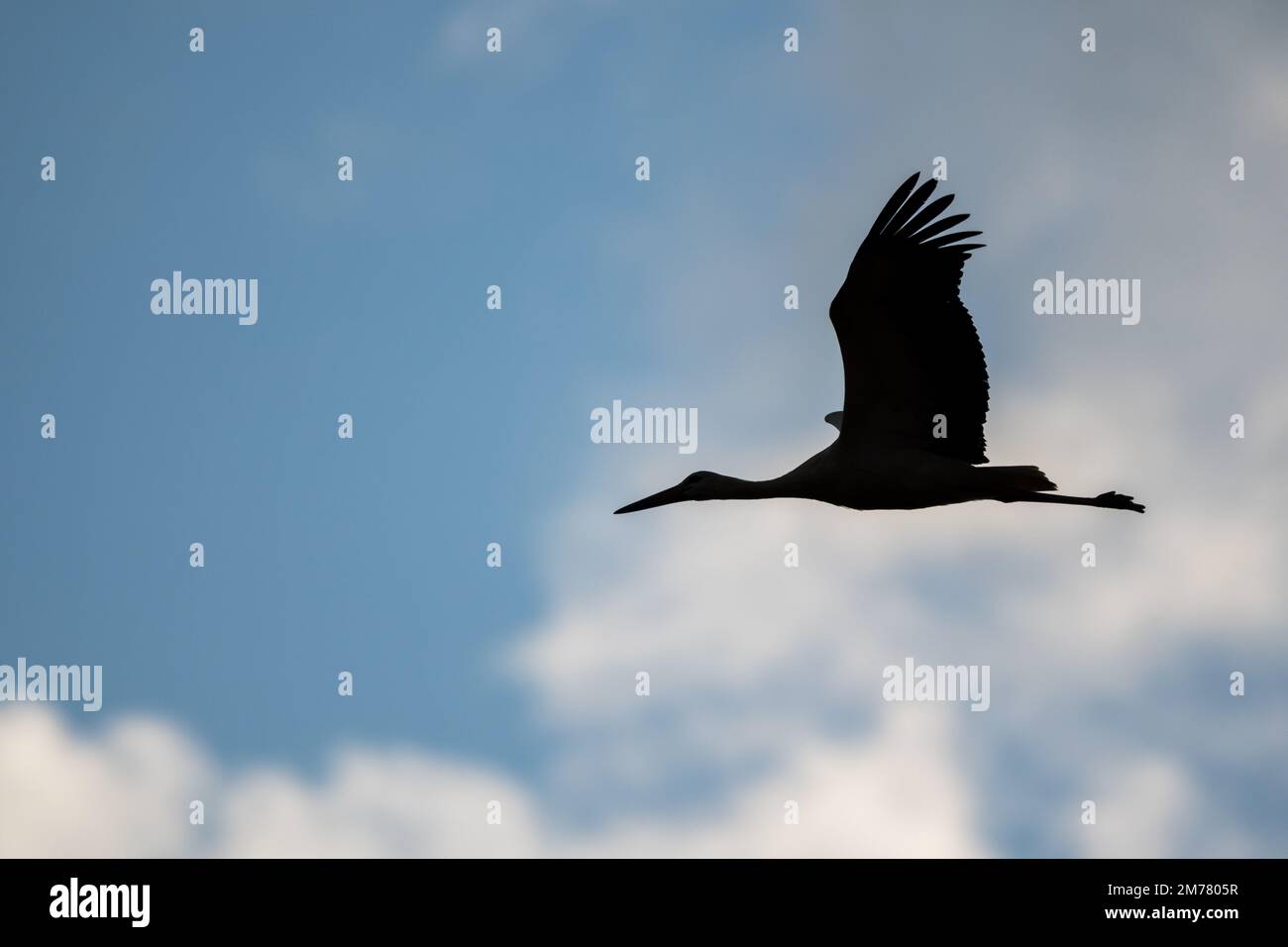 white stork, Ciconia ciconia, dark silhouette against sunset sky, Catalonia, Spain Stock Photo