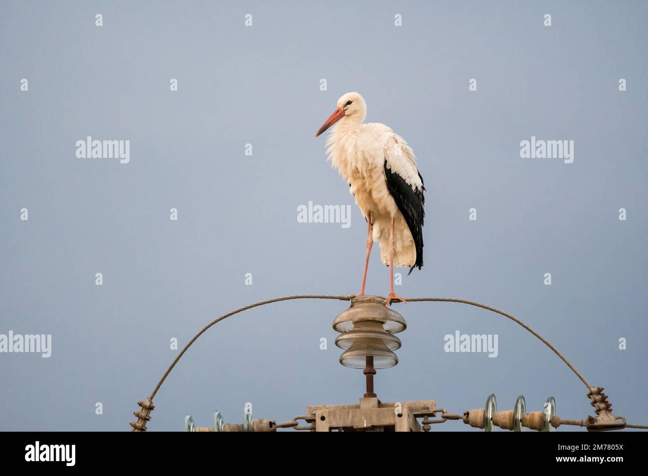 white stork, Ciconia ciconia, perched on top of an tranmission tower, Catalonia, Spain Stock Photo