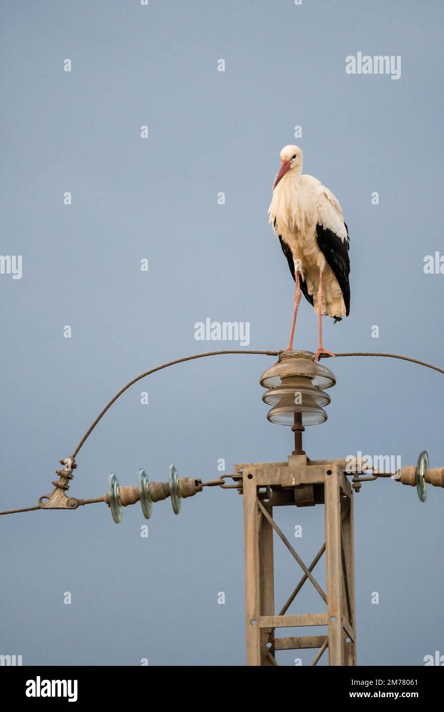 white stork, Ciconia ciconia, perched on top of an tranmission tower, Catalonia, Spain Stock Photo