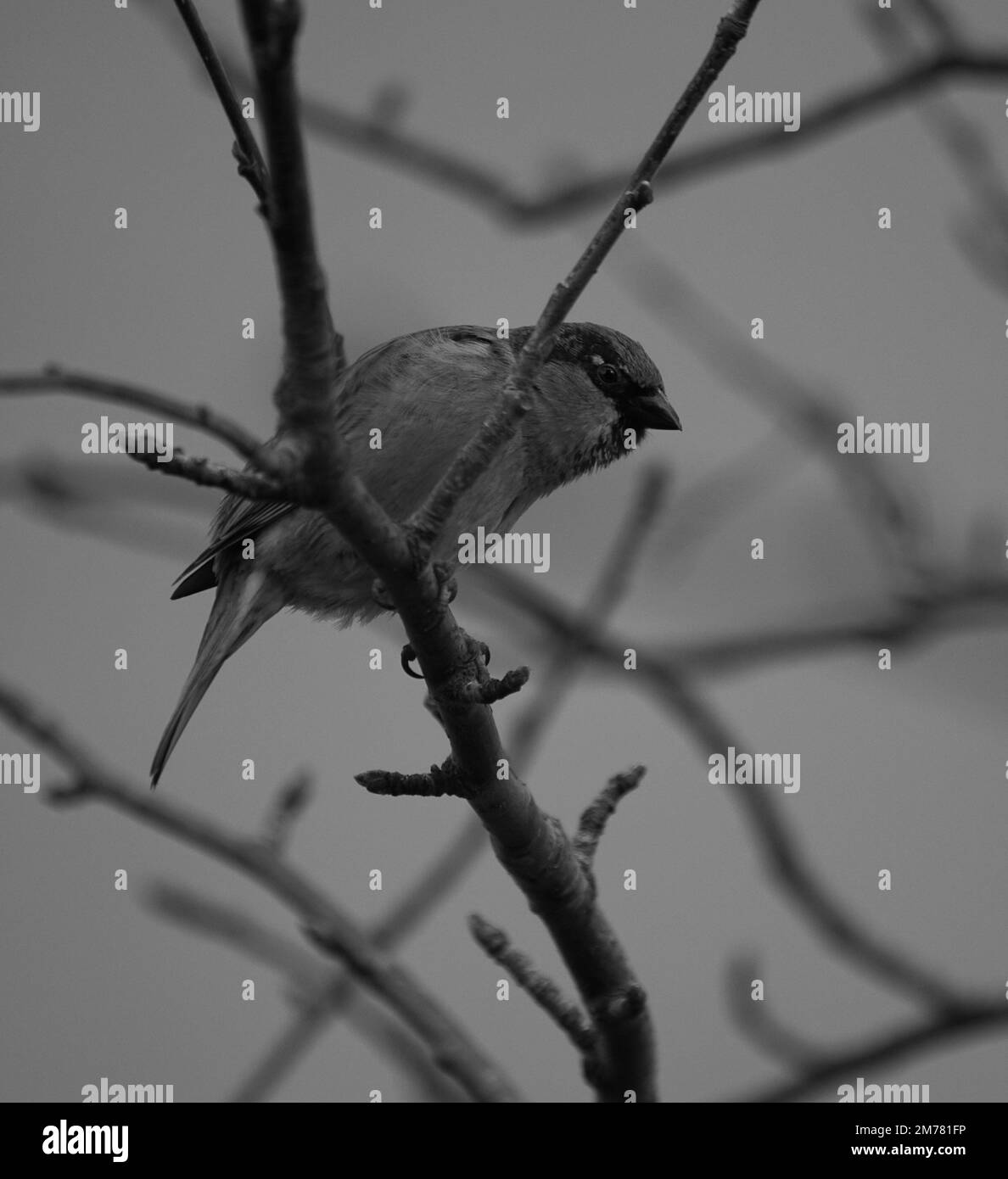 a small bird perched on a tree branch Stock Photo