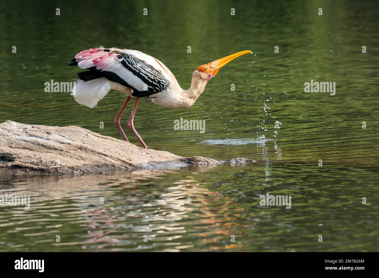 an-adult-painted-stork-drinking-water-from-cauvery-river-inside