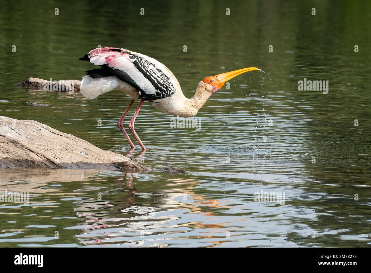 An adult painted stork drinking water from Cauvery river inside Ranganathittu Bird sanctury near mysore during a boat safari Stock Photo