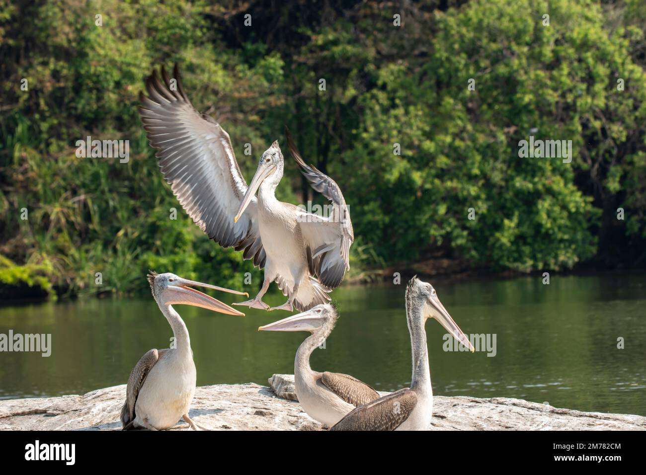 A colony of spot-billed pelicans fishing in Cauvery river inside Ranganathittu Bird Sanctuary during a boat safari Stock Photo