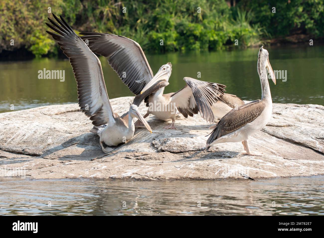 A colony of spot-billed pelicans fishing in Cauvery river inside Ranganathittu Bird Sanctuary during a boat safari Stock Photo