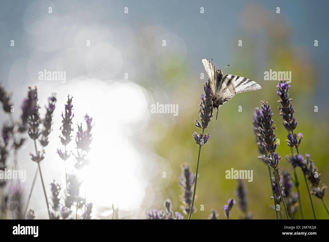 Podalirio su fiori di lavanda - scarce swallowtail (Iphiclides podalirius) Lago di Scanno, L'Aquila, Abruzzo Stock Photo