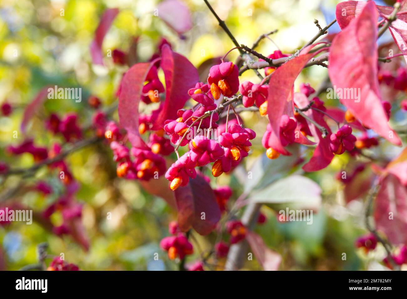 Coloured fruit of spindle tree Euonymus europaeus Red Cascade in autumn garden UK October Stock Photo
