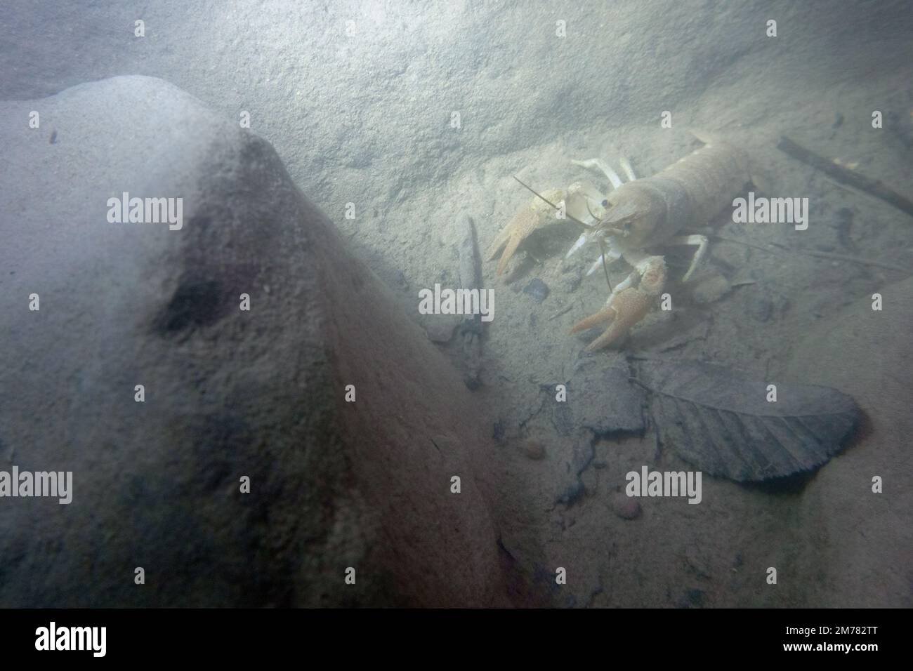 UNDERWATER: Gambero di fiume o gambero d'acqua dolce - White-clawed Crayfish - Austropotamobius pallipes. Parco Gran Sasso e Monti della Laga Stock Photo