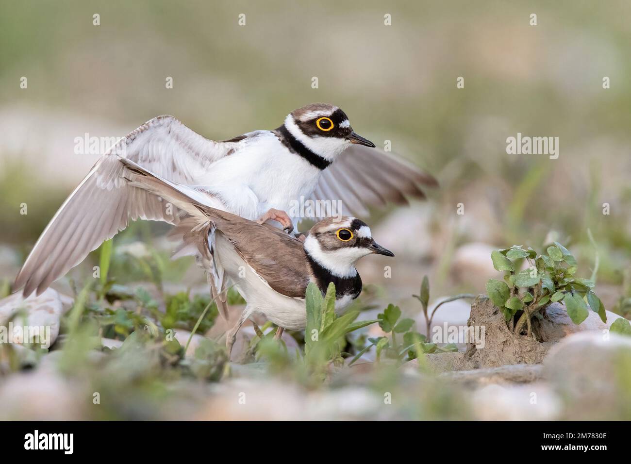 Corriere piccolo in accoppiamento- Little Ringed Plover (Charadrius dubius) - Giulianova avifauna nidificante d'Abruzzo Stock Photo