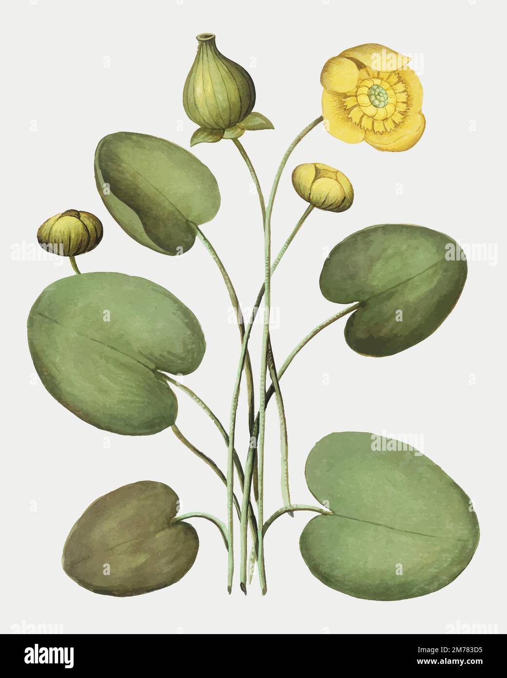 Vintage yellow floppy flower illustration in vector Stock Vector Image