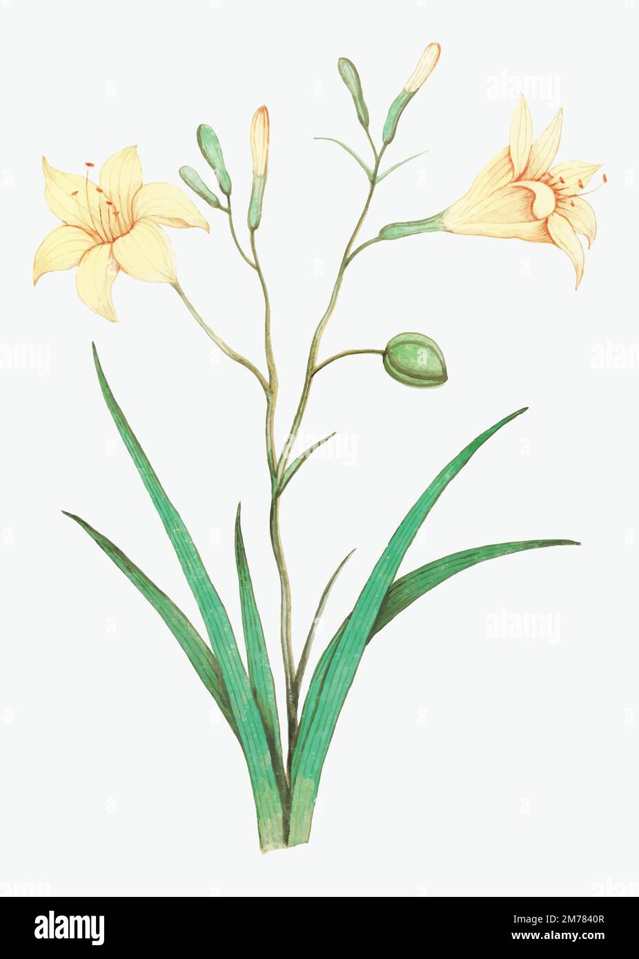 Vintage yellow lily flower illustration in vector Stock Vector