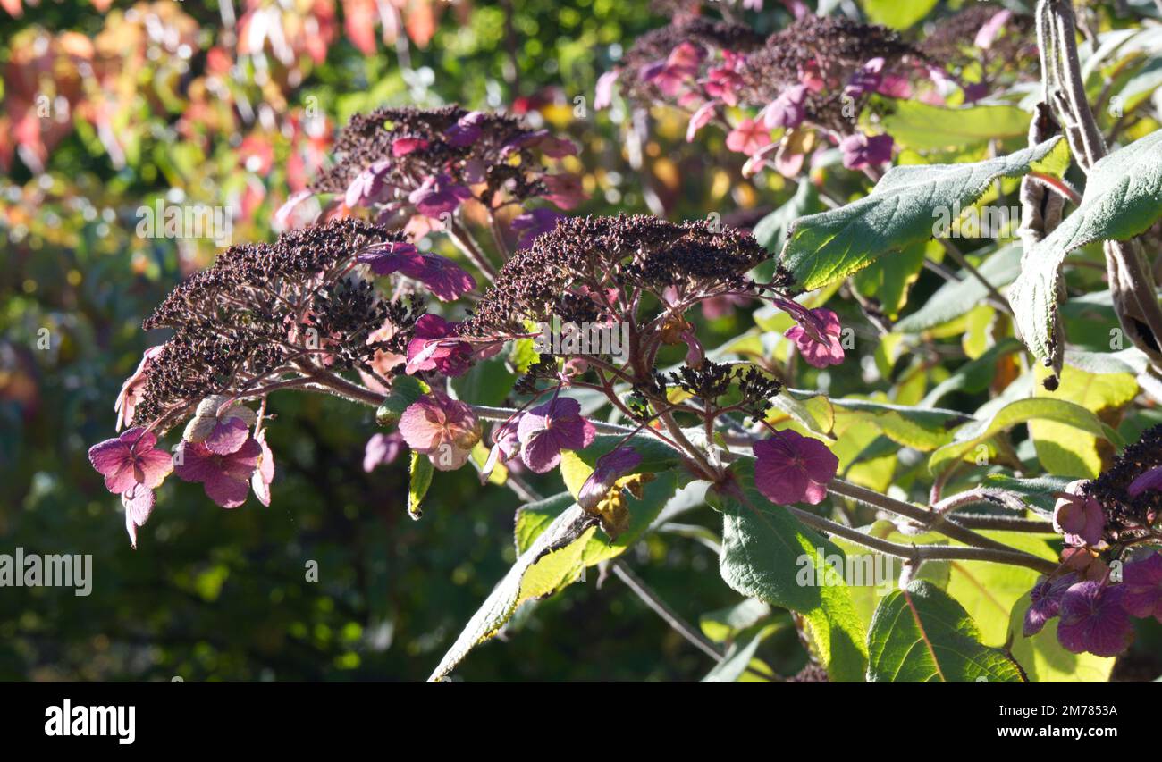 Purple autumn flowers of Hydrangea aspera Anthony Bullivant in UK garden October Stock Photo
