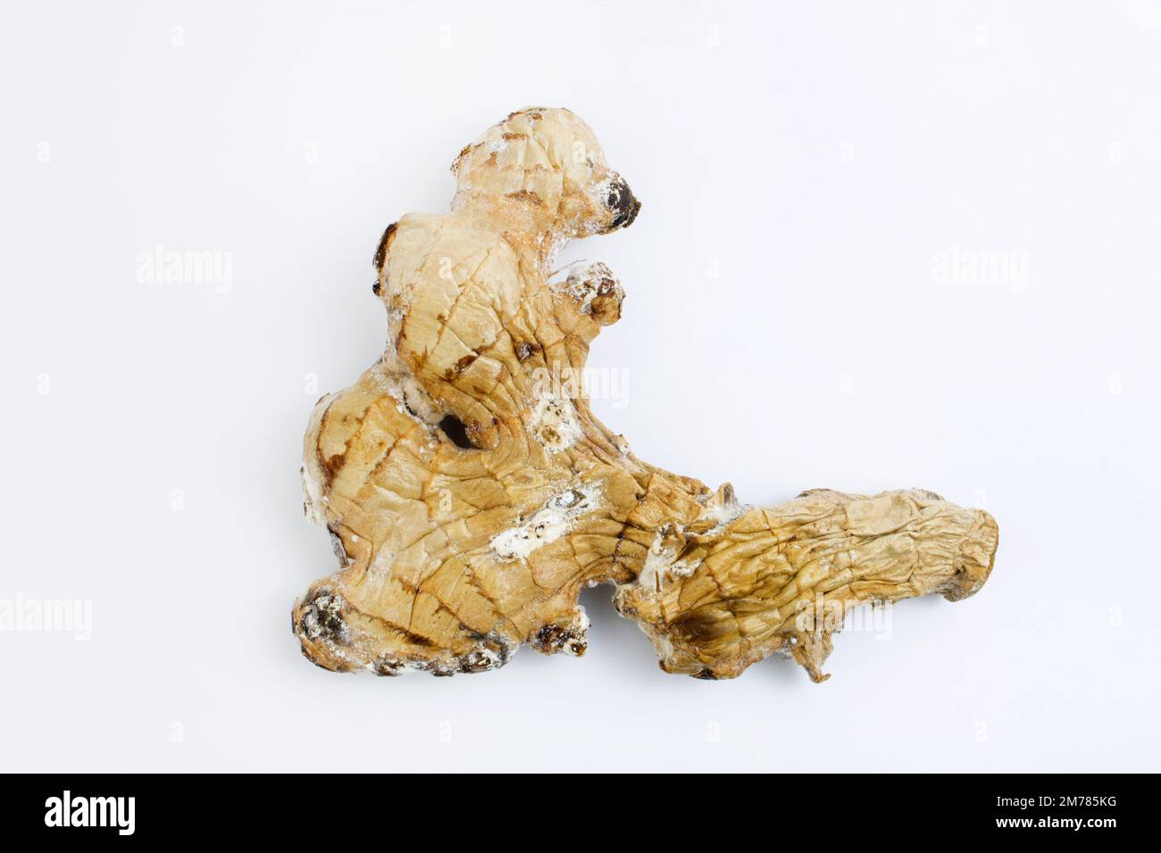 Old ugly moldy ginger, isolated on white background. Spoiled food. Stock Photo