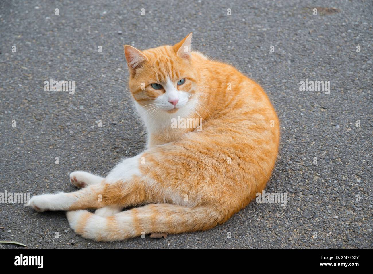 Tabby and white cat lying Stock Photo Alamy