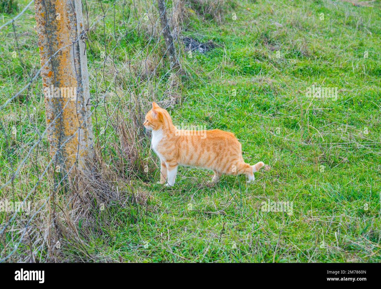 Tabby and white cat in the countryside Stock Photo Alamy