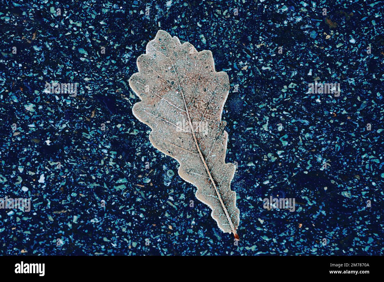 Frozen leaf of wood in frost lies on asphalt. Minimalism. Background for splash screen.. Stock Photo