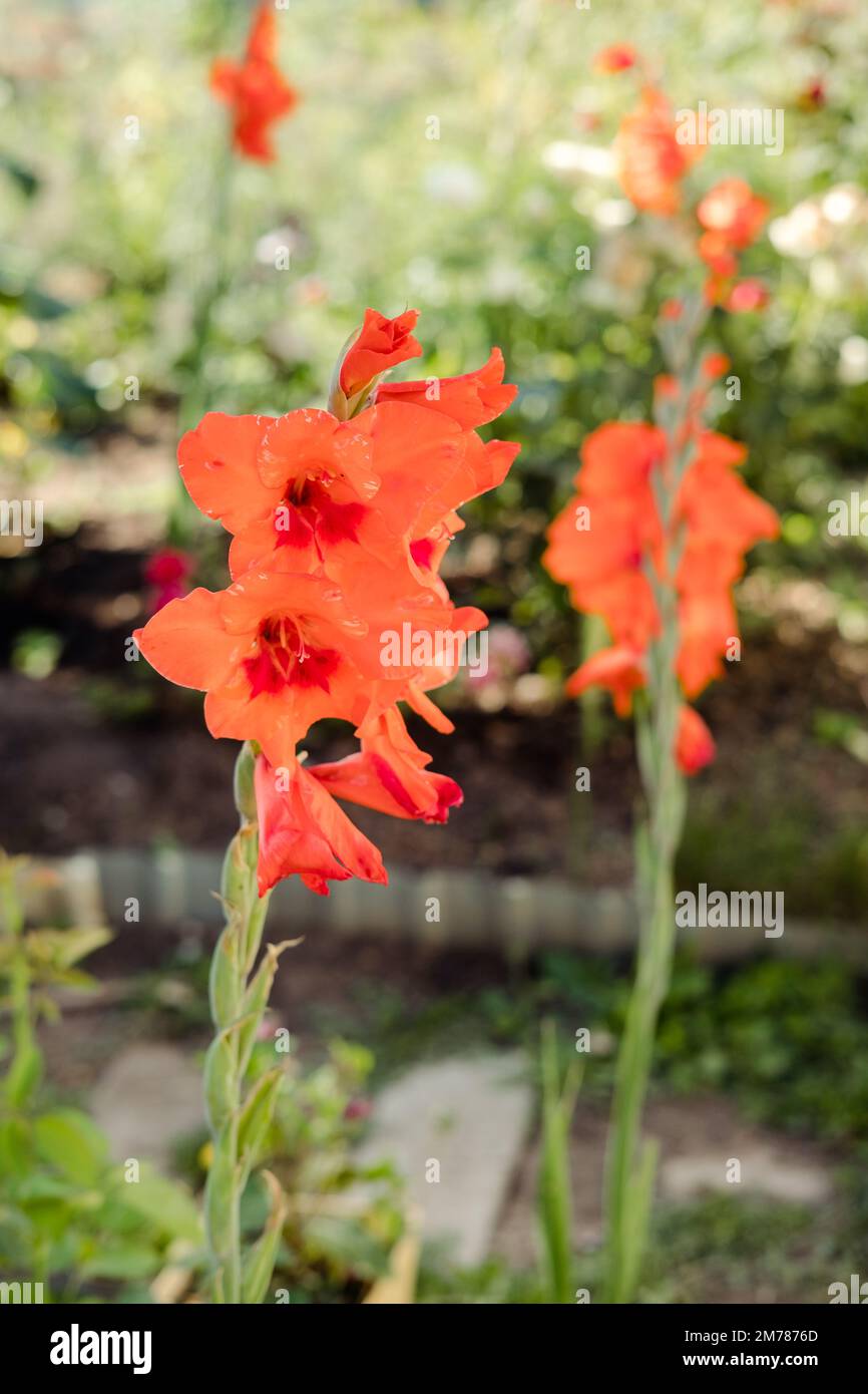 red gladiolus in the garden close-up against the background of greenery Stock Photo