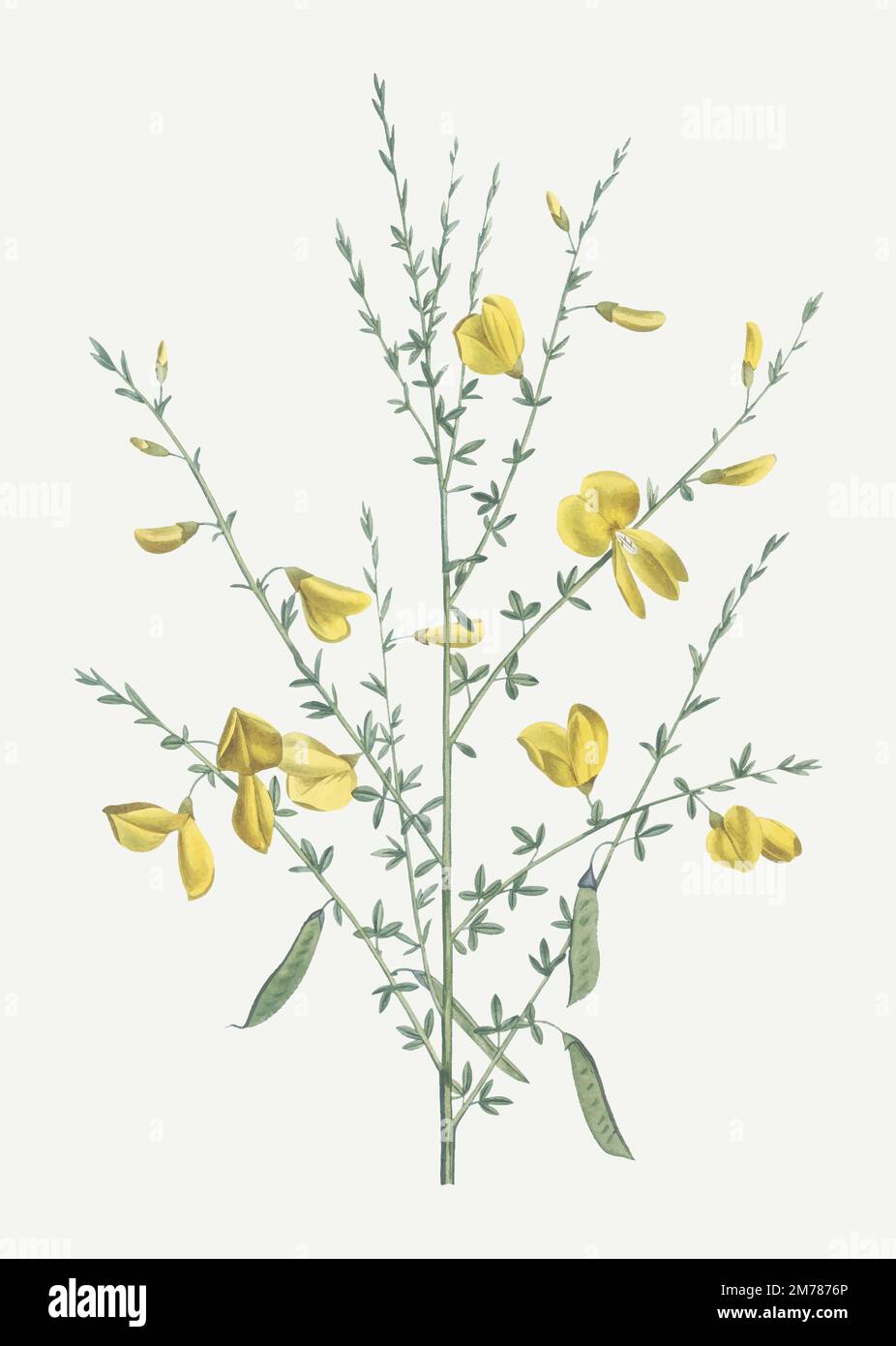 Vintage broom flower plant vector Stock Vector Image & Art Alamy