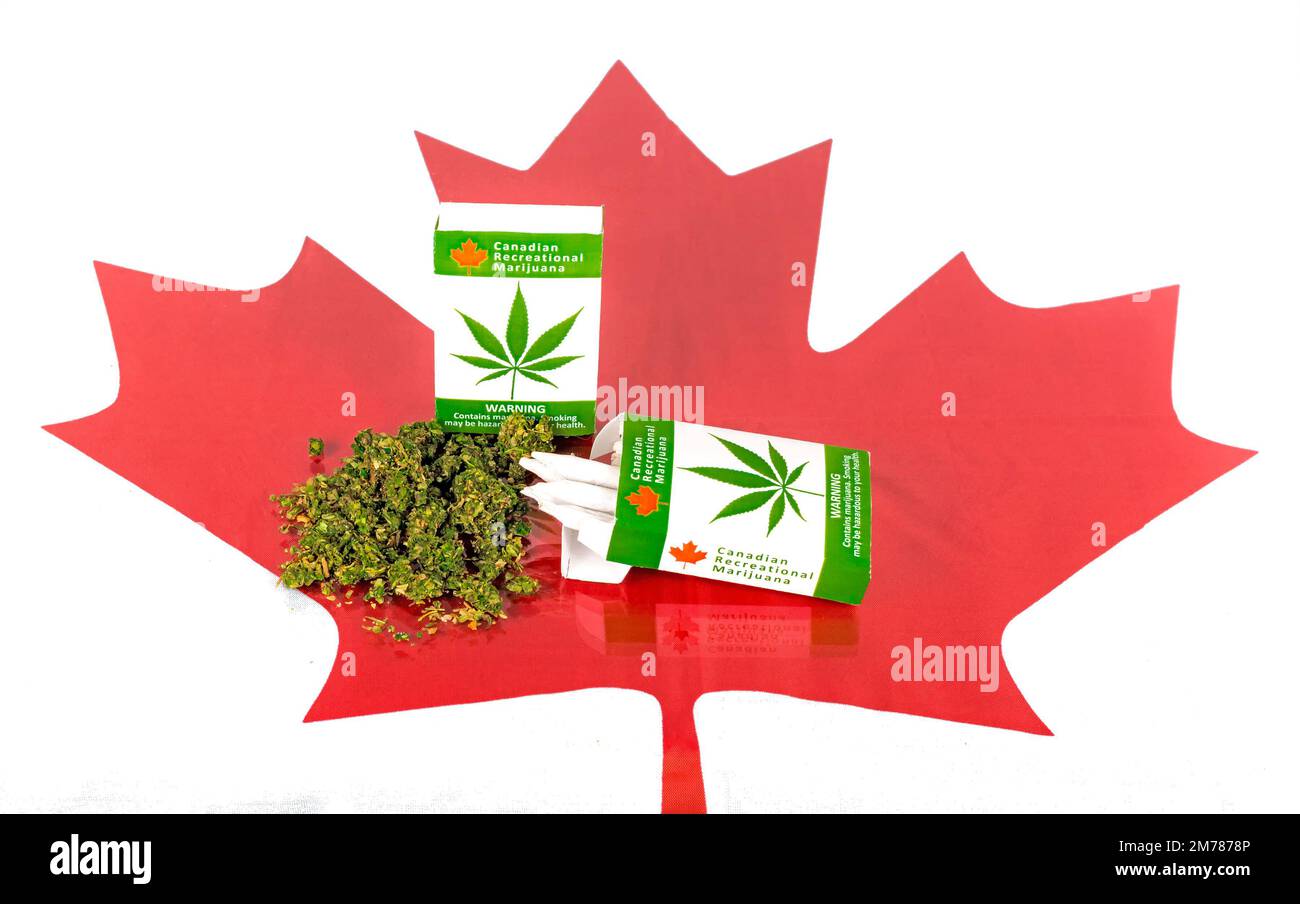 Cannabis in Canada. Two packages of marijuana cigarettes with buds lying on a glass table. A maple leaf is under the glass. Joints stick up from pack. Stock Photo