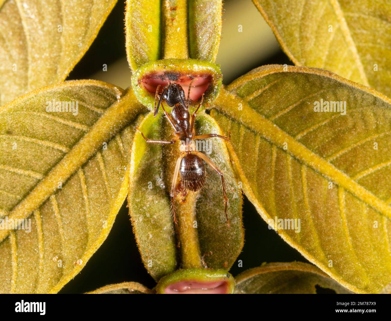 Ants drinking nectar from extrafloral nectaries on the leaf of an Inga