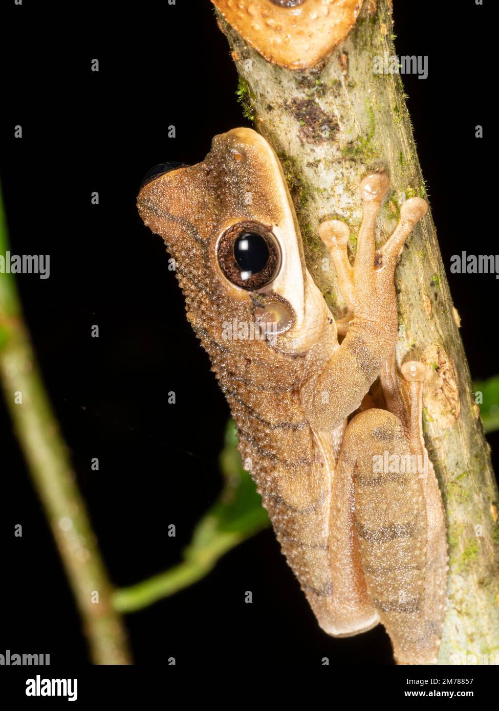 Changeable Bone-headed treefrog (Osteocephalus mutabor), Orellana province, Ecuador Stock Photo